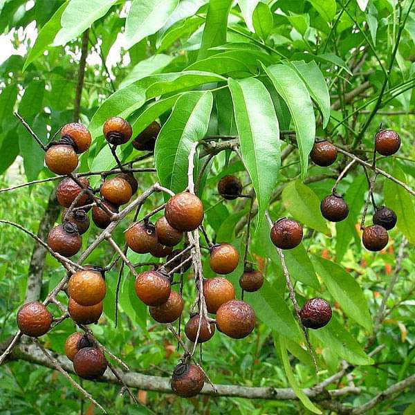 Ritha, Tree of Hasta Nakshatra, Virgo or Kanya Rashi - Plant