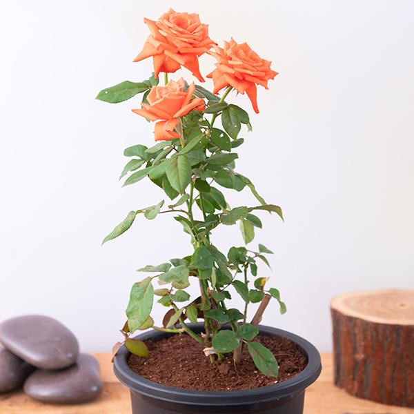 Rose (Orange) - Plant - Image 2