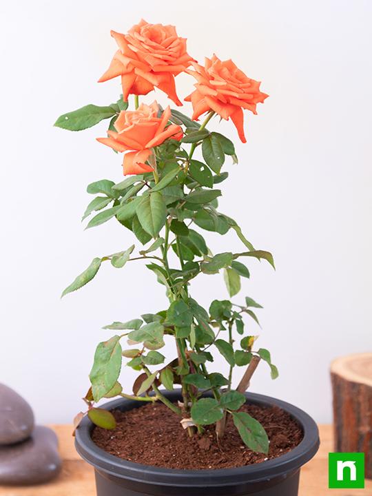 Rose (Orange) - Plant - Image 3