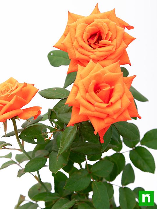 Rose (Orange) - Plant - Image 4