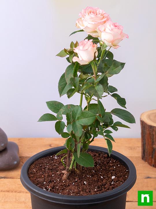 Rose (Peach) - Plant - Image 2
