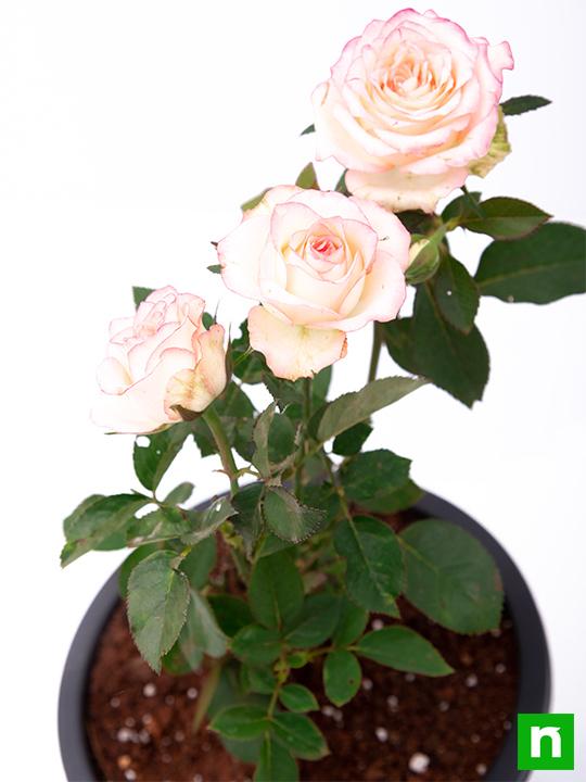 Rose (Peach) - Plant - Image 3