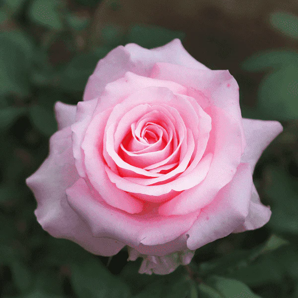 Rose (Pink) - Plant - Image 2