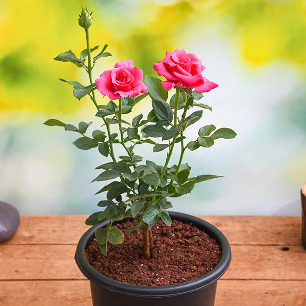 Rose (Pink) - Plant - Image 3