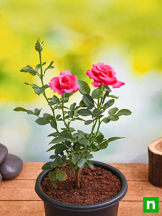 Rose (Pink) - Plant - Image 4