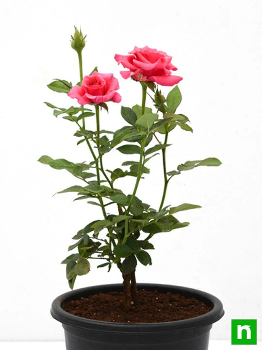 Rose (Pink) - Plant - Image 5