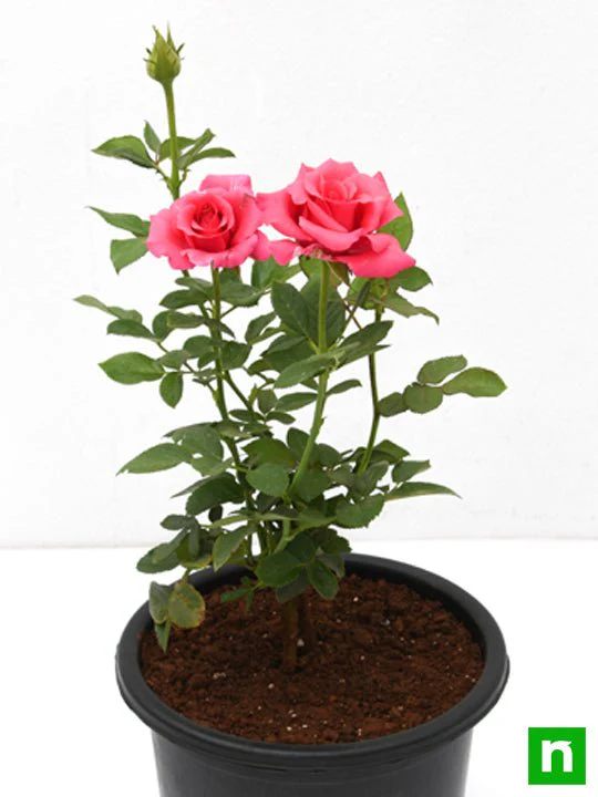 Rose (Pink) - Plant - Image 6