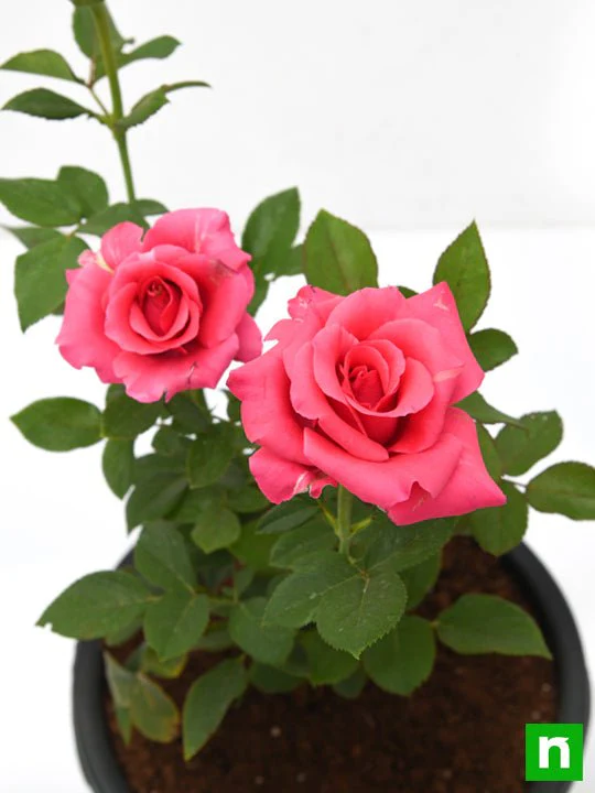 Rose (Pink) - Plant - Image 7