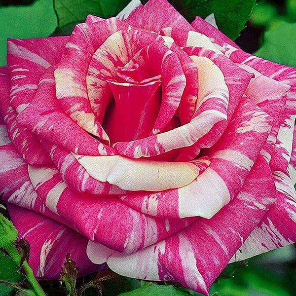 Rose (Pink White) - Plant - Image 2