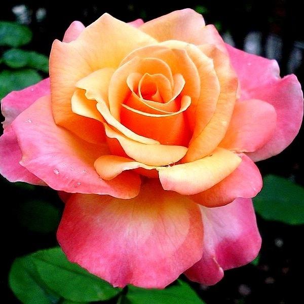 Rose (Pink Yellow) - Plant - Image 2