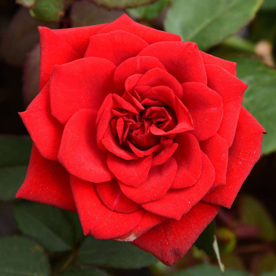 Rose (Red) - Plant - Image 2