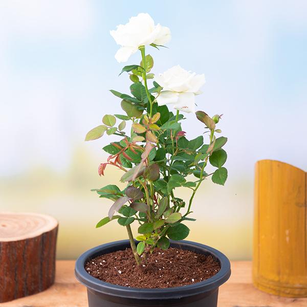 Rose (White) - Plant - Image 2