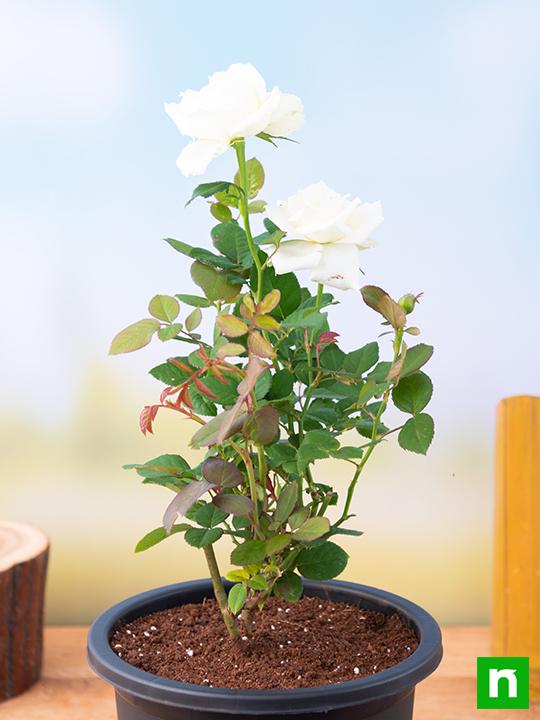 Rose (White) - Plant - Image 3