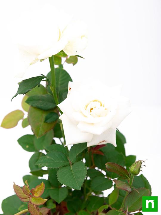 Rose (White) - Plant - Image 4