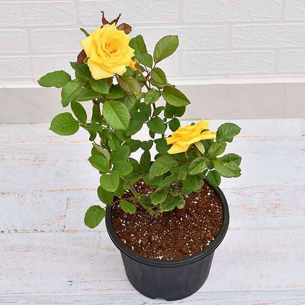 Rose (Yellow) - Plant - Image 2