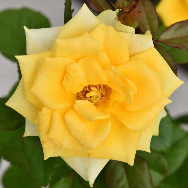 Rose (Yellow) - Plant - Image 3