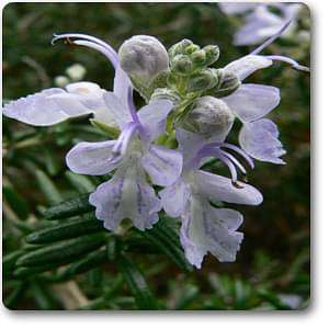 Rosmarinus officinalis - Plant