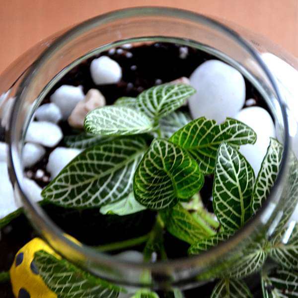 Round flask green terrarium (4in Ht) - Image 4