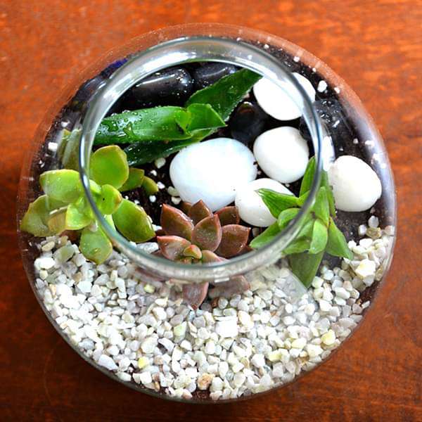 Round flask succulent terrarium (4in Ht) - Image 3