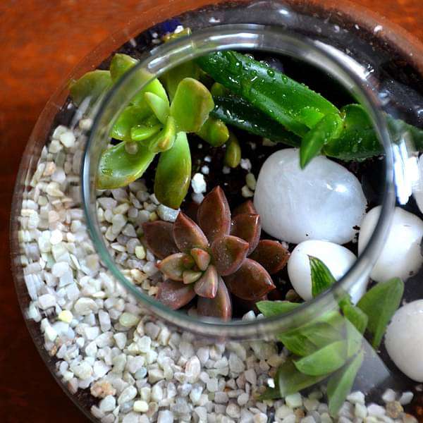 Round flask succulent terrarium (4in Ht) - Image 4