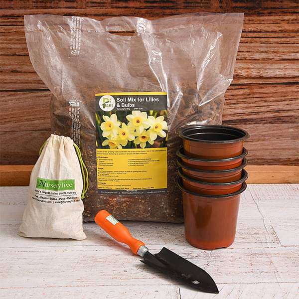Royal Ranunculus - Garden Pack - Image 2
