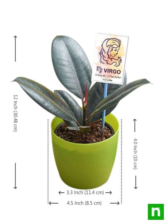Rubber Plant for Virgo or Kanya Rashi - Plant - Image 2