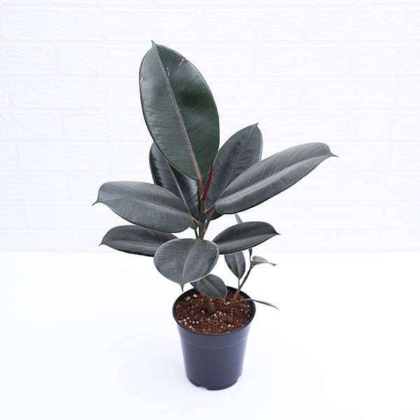 Rubber Tree, Rubber Plant, Ficus elastica (Black Prince, Burgundy) - Plant - Image 2