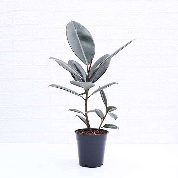 Rubber Tree, Rubber Plant, Ficus elastica (Black Prince, Burgundy) - Plant - Image 3