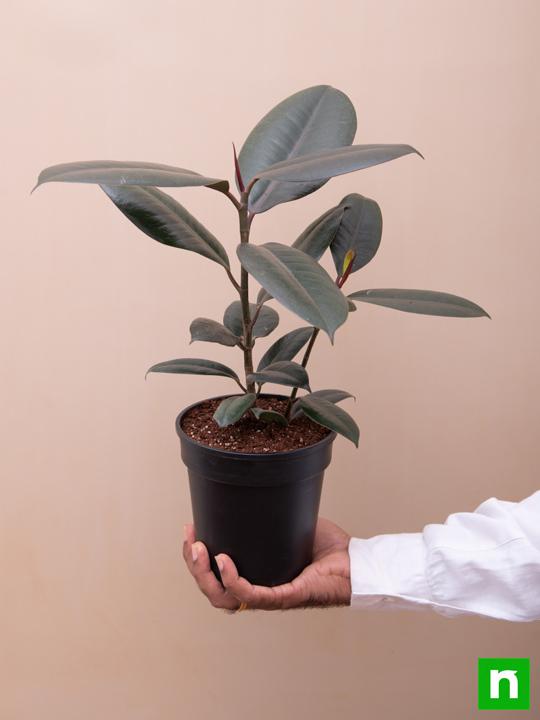 Rubber Tree, Rubber Plant, Ficus elastica - Plant - Image 4