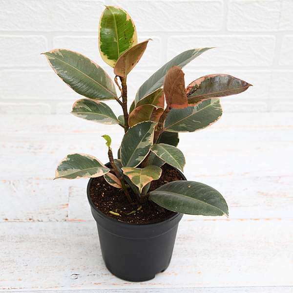Rubber Tree, Rubber Plant, Ficus elastica (Ruby, Pink) - Plant