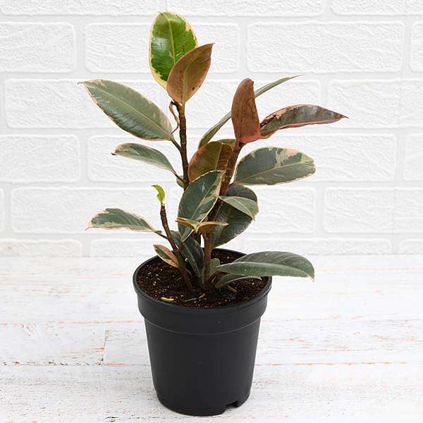 Rubber Tree, Rubber Plant, Ficus elastica (Ruby, Pink) - Plant - Image 2