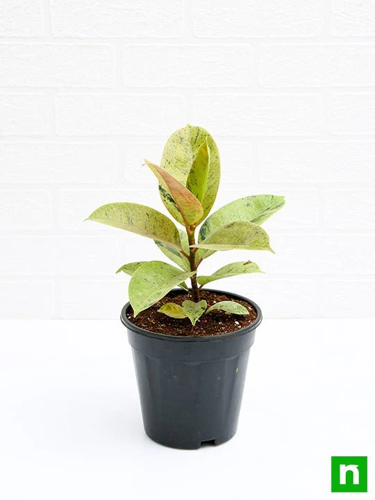 Rubber Tree, Rubber Plant, Ficus elastica (Shivereana) - Plant - Image 2