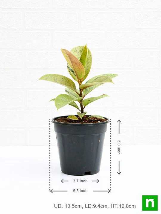 Rubber Tree, Rubber Plant, Ficus elastica (Shivereana) - Plant - Image 3