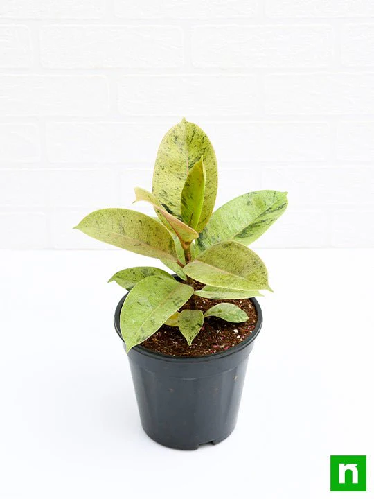 Rubber Tree, Rubber Plant, Ficus elastica (Shivereana) - Plant - Image 4