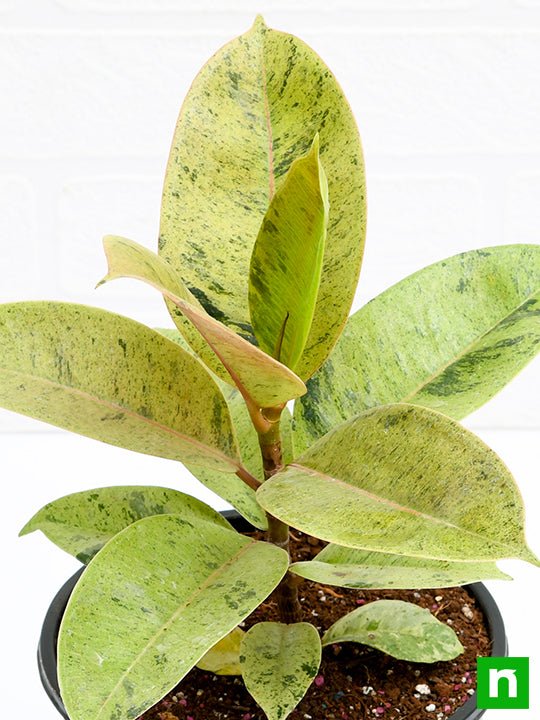 Rubber Tree, Rubber Plant, Ficus elastica (Shivereana) - Plant - Image 5