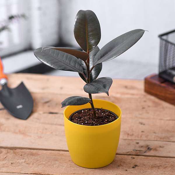 Rubber Tree, Rubber Plant, Ficus elastica (Small) - Plant - Image 2