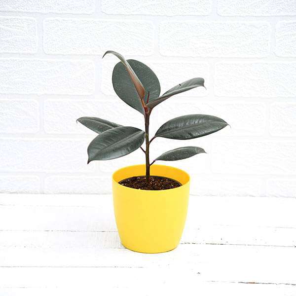Rubber Tree, Rubber Plant, Ficus elastica (Small) - Plant - Image 3