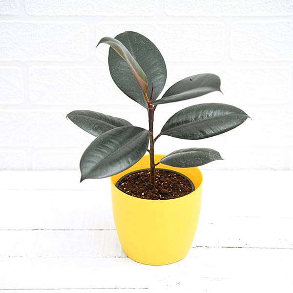 Rubber Tree, Rubber Plant, Ficus elastica (Small) - Plant - Image 4