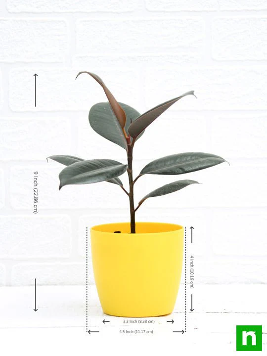 Rubber Tree, Rubber Plant, Ficus elastica (Small) - Plant - Image 5