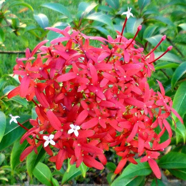 Rubia ornamentale - Plant