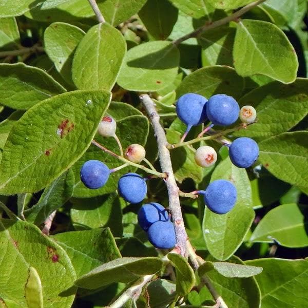 Rudraksh, Tree of Uttaraphalguni Nakshatra, Leo or Singh Rashi - Plant