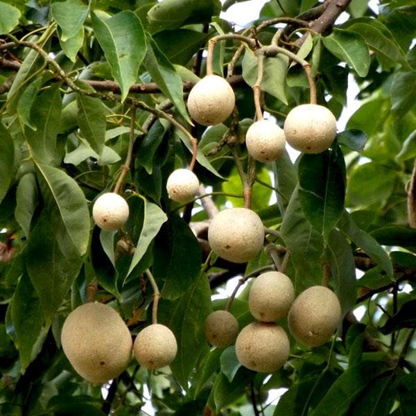 Sacred Barna Tree, Varun - Plant