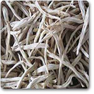 Safed moosli - Plant