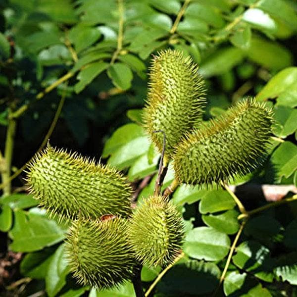 Sagargota, Fever Nut , Caesalpinia Bonduc - Plant