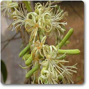 Sage-leaved alangium - Plant