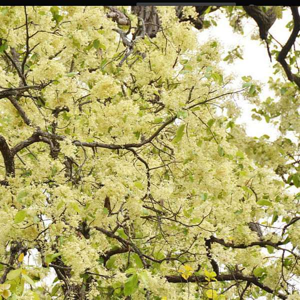 Sal, Tree of Moola Nakshatra, Sagittarius or Dhanu Rashi - Plant