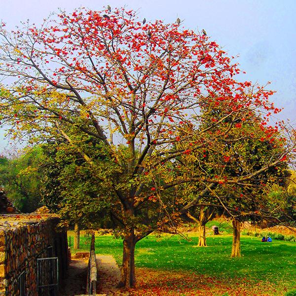 Salmalia Malabarica, Cotton Tree - 0.5 kg Seeds - Image 2