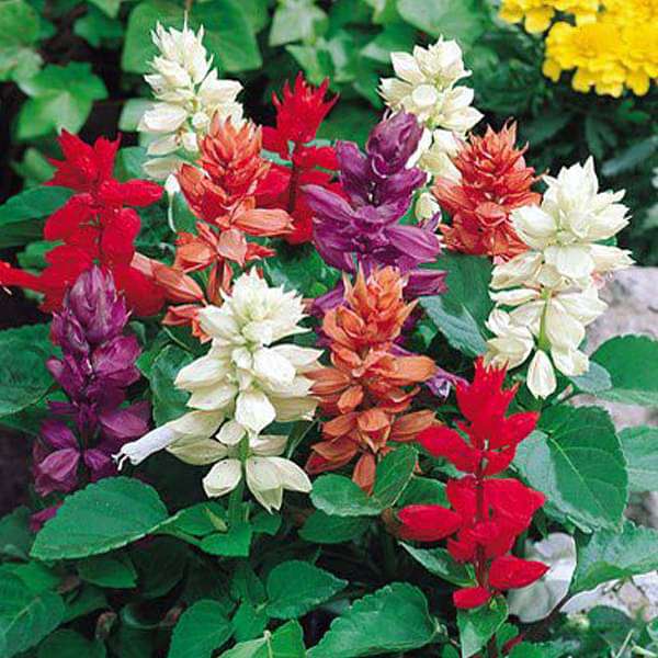 Salvia splendens (Any Color) - Plant - Image 2