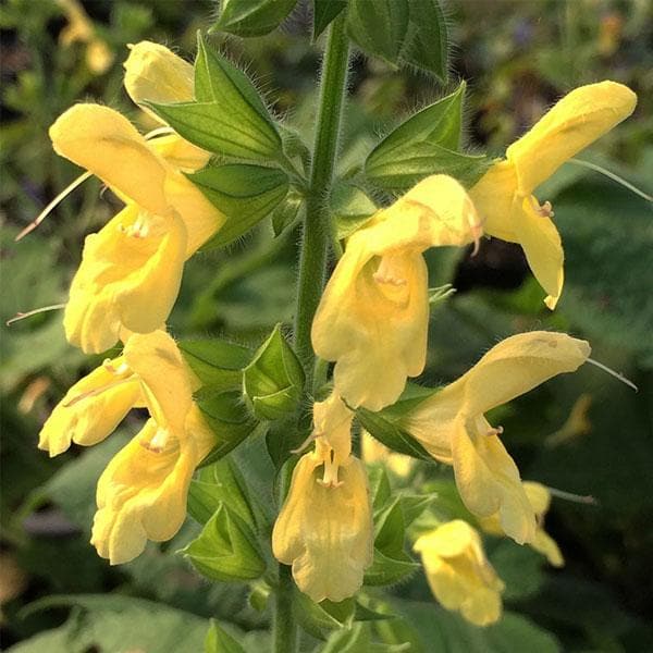 Salvia Splendens Light Yellow - Plant - Image 2