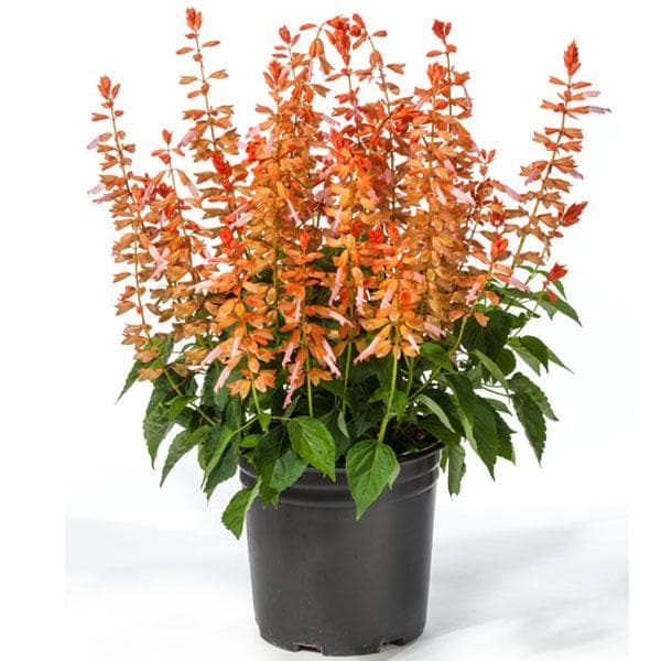 Salvia Splendens Orange - Plant